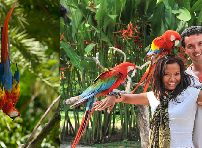 Bali Bird Park Tickets