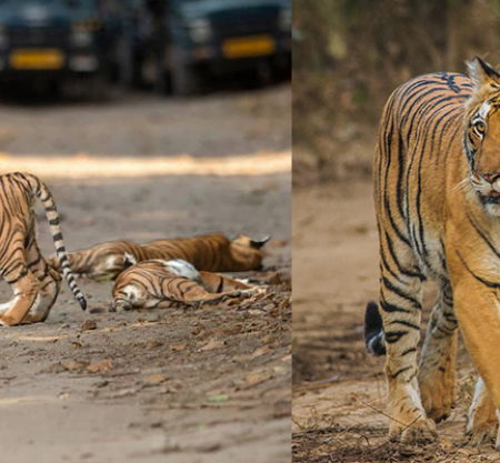 Jim Corbett and Nainital Tour Package from Delhi