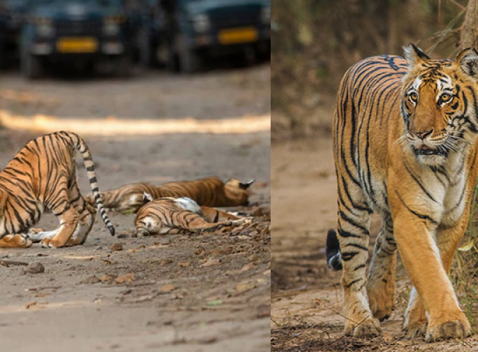 Jim Corbett and Nainital Tour Package from Delhi