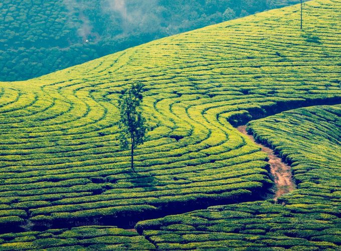 4 Nights / 5 Days Kerala Tour