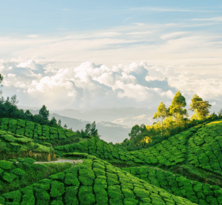 Kerala Trip 4N/5D – (Munnar 2N / Thekkady 1N / Alappuzha 1N)