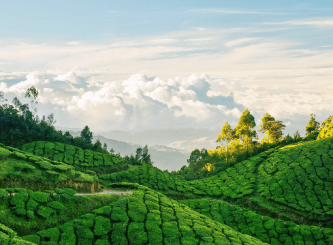 Kerala Trip 4N/5D – (Munnar 2N / Thekkady 1N / Alappuzha 1N)